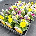 【ケース販売:28入】 パンジー(ヨクサクスミレ) (色:おまかせ) 3号 ポット苗 28鉢 プティシャトン Pansy Viola X wittrockiana
