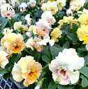 【ケース販売:24入】 パンジー(ペルクレア) (色:おまかせ) 3.5号 ポット苗 24鉢 パンジーぺルクレア Pansy Viola X wittrocki...