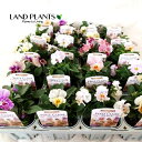【ケース販売:20入】 パンジー(ペルクレア) (色:おまかせ) 3.5号 ポット苗 20鉢 パンジーぺルクレア Pansy Viola X wittrockiana