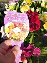 【ケース販売:24入】 パンジー(ファビラス 八重咲) (3色:おまかせ) 3.5号 ポット苗 24鉢 パンジーファビラス八重咲 Pansy Viola X wittrockiana