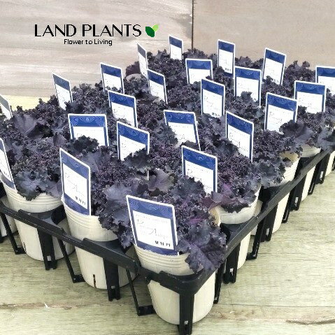 【ケース販売：24入】 葉牡丹（ブルームレッドウェーブ） 2.5号 ポット苗 24鉢 ミニ葉牡丹 葉ボタン ハボタン Brassica oleracea var. acephala