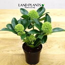 【ケース販売:24入】 スキミア(ホワイトグローブ) 3.5号 ポット苗 24鉢 ミヤマシキミ ミカン Skimmia japonica