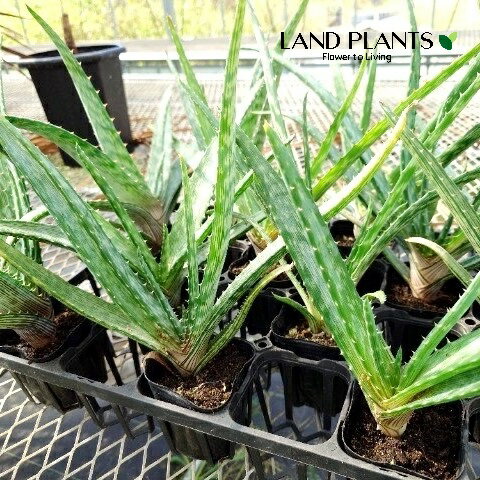 アロエ（フォステリ） 3号 ポット苗 1鉢 アロエフォステリ Aloe fosteri