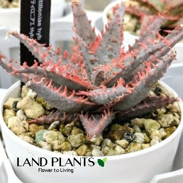 アロエ3号ポット苗1鉢アロエカステ...