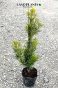 ラカンマキ(羅漢槙) 7号 ポット苗 1鉢 槙 マキ ホンマキ Podocarpus macrophyllus var. maki