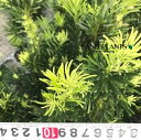 【ケース販売:9入】 ラカンマキ(羅漢槙) 7号 ポット苗 9鉢 槙 マキ ホンマキ Podocarpus macrophyllus var. maki