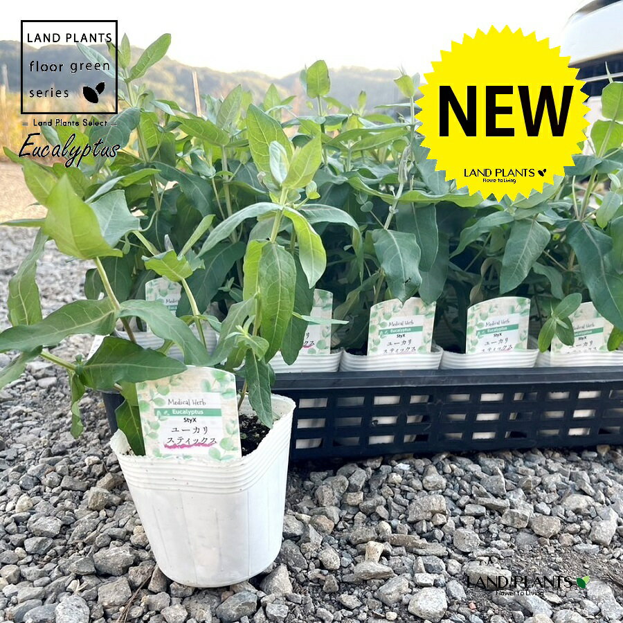 ユーカリ（スティックス） 3.5号 ポット苗 1鉢 Eucalyptus