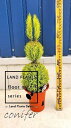 【ケース販売:6入】 ゴールドクレスト(ウサギさんのトピアリー:80cm) 6号 プラスチック鉢 6鉢 ヒバ コニファー コニファ ヒノキ 針葉樹 conifer Hesperocyparis macrocarpa 'Goldcrest'