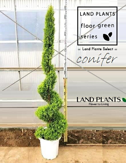 ゴールドクレスト（スパイラル：180cm） 10号 プラスチック鉢 1鉢 ヒバ コニファー コニファ ヒノキ 針葉樹 conifer Hesperocyparis macrocarpa 'Goldcrest'