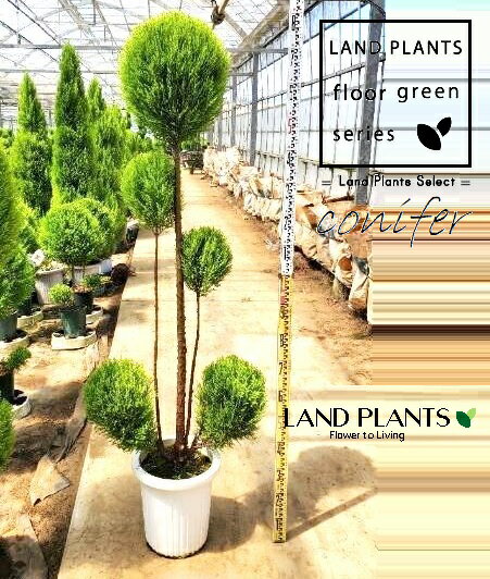 ゴールドクレスト（少ない枝数 段々仕立てのトピアリー：180cm） 10号 プラスチック鉢 1鉢 ヒバ コニファー コニファ ヒノキ 針葉樹 conifer Hesperocyparis macrocarpa 'Goldcrest'