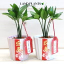 【ケース販売:15入】 縁結びの木(梛:ナギ) (迎春バージョン) 桃・白色 陶器鉢 セラミス植え 15鉢 ナギの木 梛木 熊野三山 神木 鉢植え 鉢 陶器 陶器製 命名 名付け 名前に使う Nageia nagi