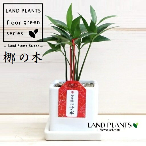 縁結びの木（梛：ナギ） 白色 キューブ型 陶器鉢 1鉢 ナギの木 梛木 熊野三山 神木 鉢植え 鉢 陶器 陶器製 命名 名付け 名前に使う Nageia nagi