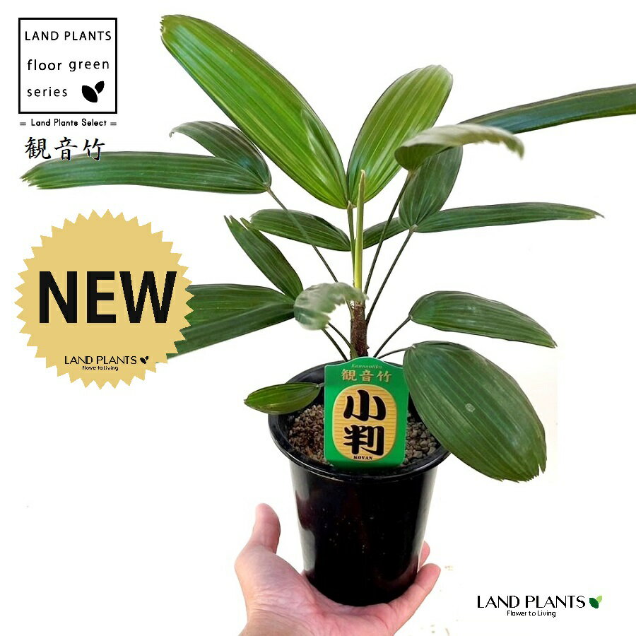 【古典園芸植物】 カンノンチク（観音竹：小判） 4号 プラスチック鉢 1鉢 棕竹 棕櫚竹 觀音棕竹 綾錦 ..