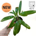 【古典園芸植物】 カンノンチク(観音竹:七宝殿) 4号 プラスチック鉢 1鉢 棕竹 棕櫚竹 觀音棕竹 綾錦 カンノン竹 アヤニシキ Rhapis excelsa