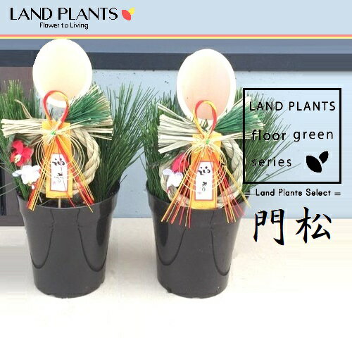 楽天市場】門松(観葉植物|花・観葉植物):花・ガーデン・DIY 楽天市場】門松(観葉植物|花・観葉植物):花・ガーデン・DIY