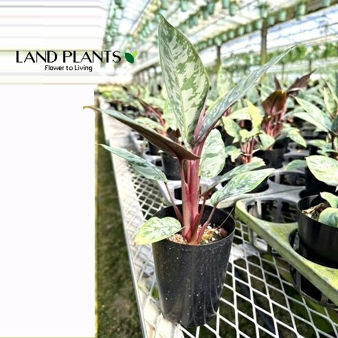 アポバリス（アクミナティッシマ） 3号 ポット苗 1鉢アポバリスアクミナティッシマ Apoballis acuminatissima