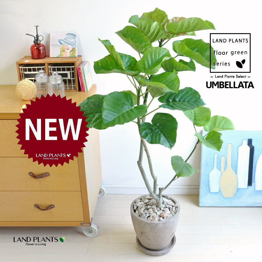 ウンベラータ（自然樹形）H90cm程度 茶色 エッグ型 ラウンド 陶器鉢 1鉢 【茶石・受皿】 床置きサイズ 大型 フィカスウンベラータ 枝 枝分れ ゴムの木 ゴム Ficus umbellata