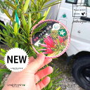 赤芽イヌマキ(匝瑳:H180cm) 7号 ポット苗 1鉢 イヌマキ 犬槙 槙 マキ ホンマキ Podocarpus macrophyllus
