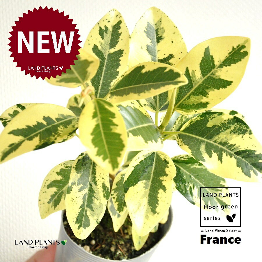 フランスゴム（斑入り：バリエガータ） 白色 丸型 陶器鉢 1鉢 【黄色小石・受皿】 ゴム ゴムの木 フィカス ルビキノーサ ルビギノーサ Ficus rubiginosa