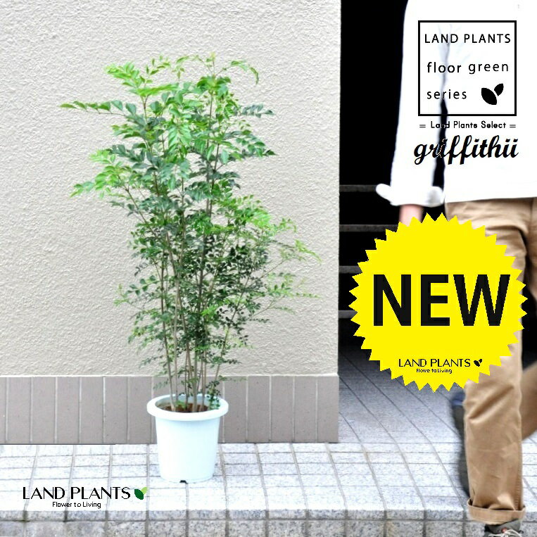 ޥȥͥꥳʳΩH90 7  ץ饹åȭ 1ȭ ڥեСۥޥȥͥ ޥȥͥ ȥͥ Fraxinus ...
