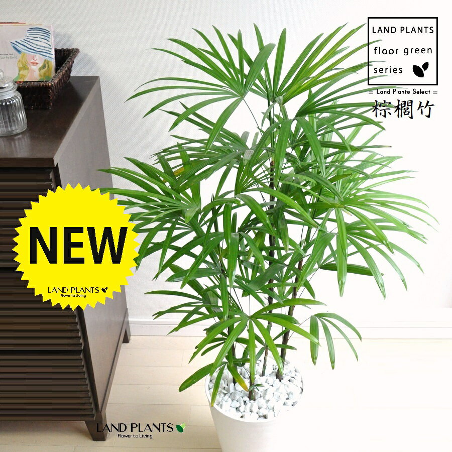 楽天市場】棕櫚竹 シュロチク(高さ(植物)71 ~ 130.9cm)の通販 楽天市場】棕櫚竹 シュロチク(高さ(植物)71 ~ 130.9cm)の通販