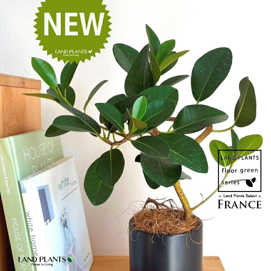 フランスゴム（大葉曲がり） 黒色 受皿一体式 シリンダー型 陶器鉢 1鉢 【ココファイバー・受皿】 ゴム ゴムの木 フィカス ルビキノーサ ルビギノーサ Ficus rubiginosa