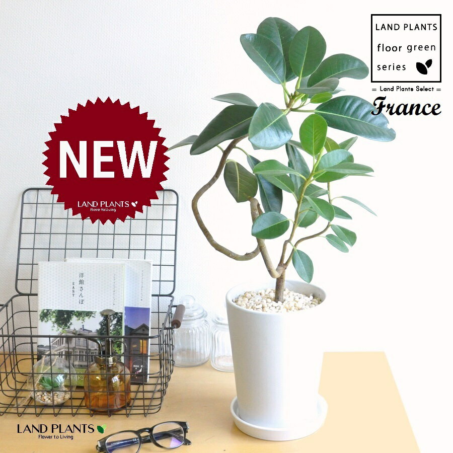 フランスゴム（大葉曲がり） 白色 スリム型 トール 陶器鉢 Mサイズ 1鉢 【黄色小石・受皿】 ゴム ゴムの木 フィカス ルビキノーサ ルビギノーサ Ficus rubiginosa