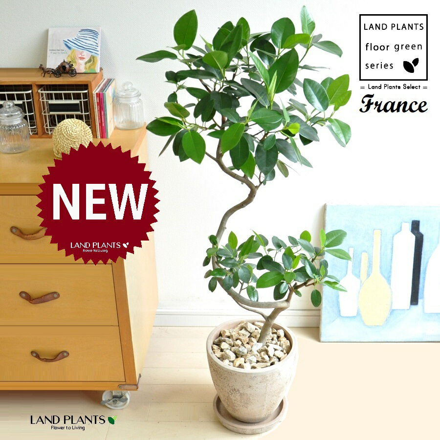 フランスゴム（3Dカーブ曲がり） 茶色 エッグ型 ラウンド 陶器鉢 1鉢 【茶石・受皿】 ゴム ゴムの木 フィカス ルビキノーサ ルビギノーサ Ficus rubiginosa