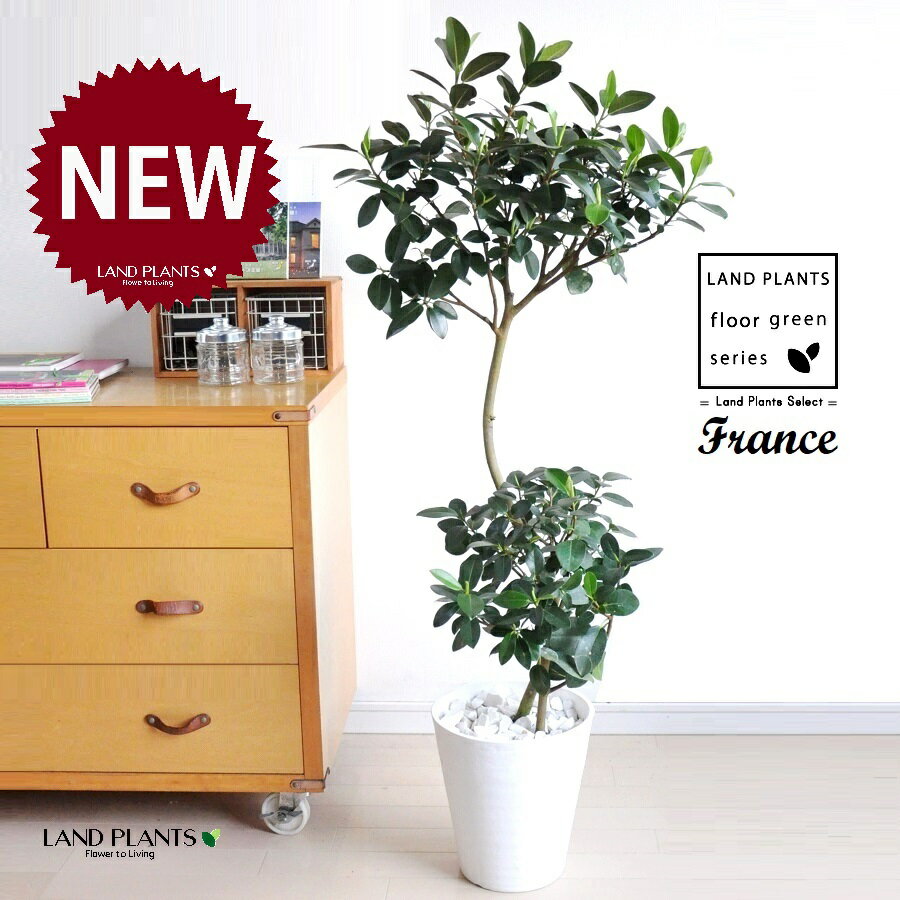 フランスゴム（自然樹形） 8号 白色 セラアート鉢 1鉢 【白色・受皿】 ゴム ゴムの木 フィカス ルビキ..