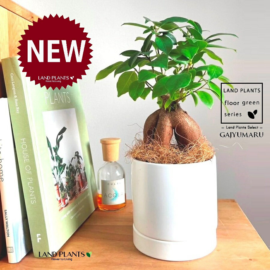 ガジュマル（幹太） 受皿一体式 シリンダー型 陶器鉢 白色 1鉢 【ココファイバー・受皿】 精霊の木 多..