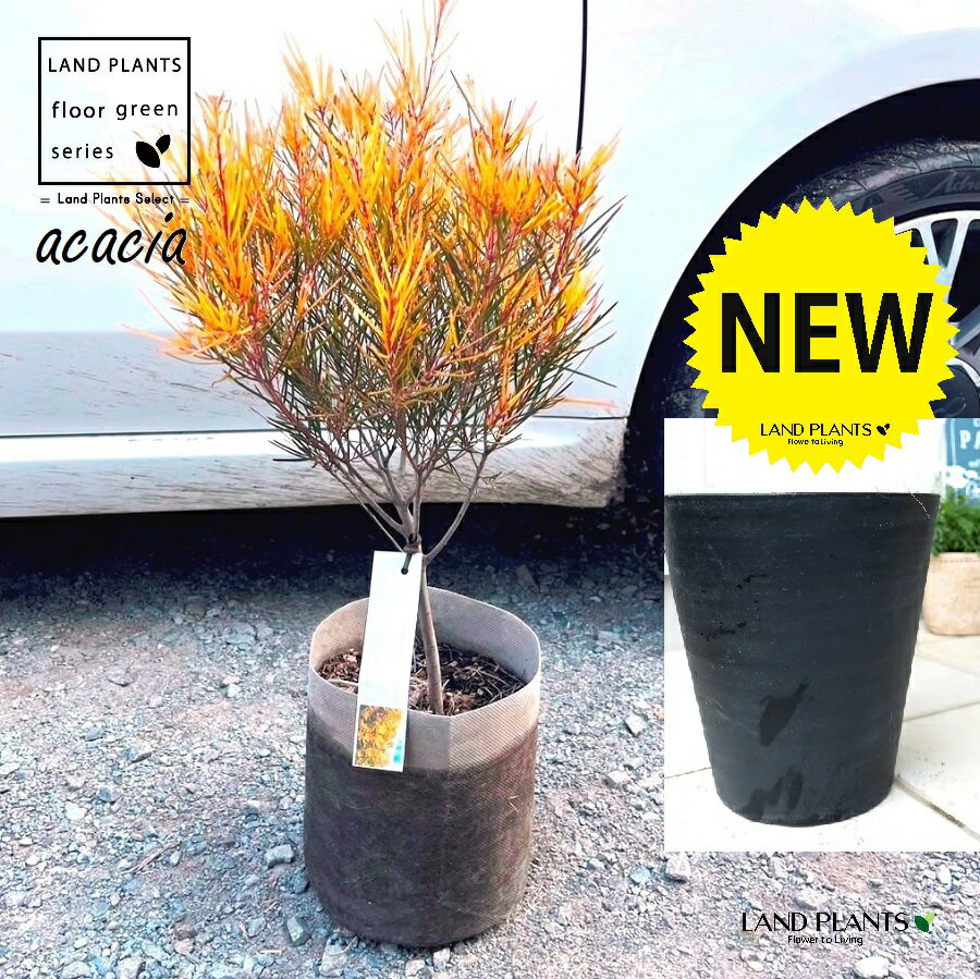 アカシア（フェニックスゴールド） 8号 黒色 セラアート鉢 1鉢 【ココファイバー】 アカシアフェニックスゴールド Acacia