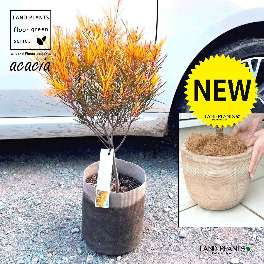 アカシア（フェニックスゴールド） デザインの良い テラコッタ鉢 1鉢 【ココファイバー】 アカシアフェニックスゴールド Acacia