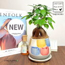 ガジュマル(幹太) 信楽焼の 釉薬ペイント 陶器鉢(桃×月) 1鉢 【ココファイバー・受皿】 精霊の木 多幸の木 キジムナー がじゅまる がじゅまるの木 Ficus microcarpa