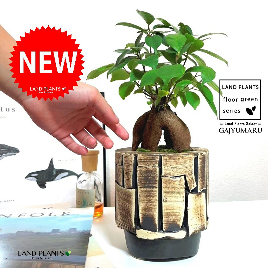 ガジュマル（幹太） アフリカ民芸調 凸凹アート 陶器鉢 1鉢 【苔・受皿】 精霊の木 多幸の木 キジムナー がじゅまる がじゅまるの木 Ficus microcarpa