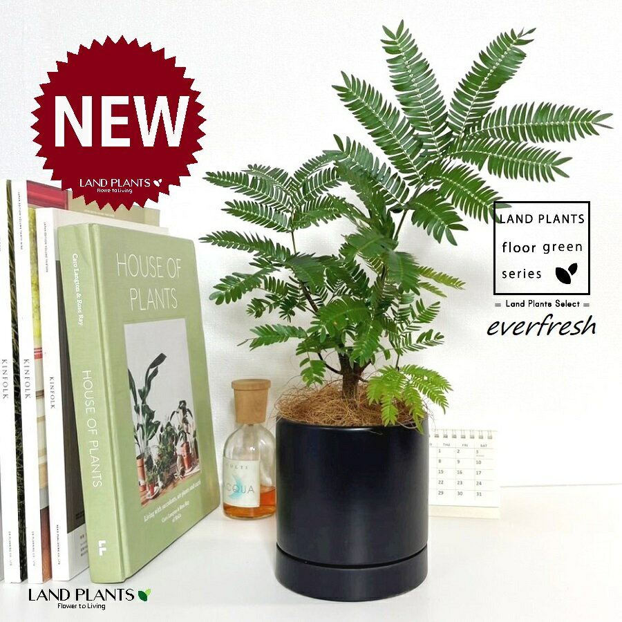 エバーフレッシュ（自然樹形） 受皿一体式 シリンダー型 陶器鉢 黒色 1鉢 【受皿・ココファイバー】 ネムノキ everfresh