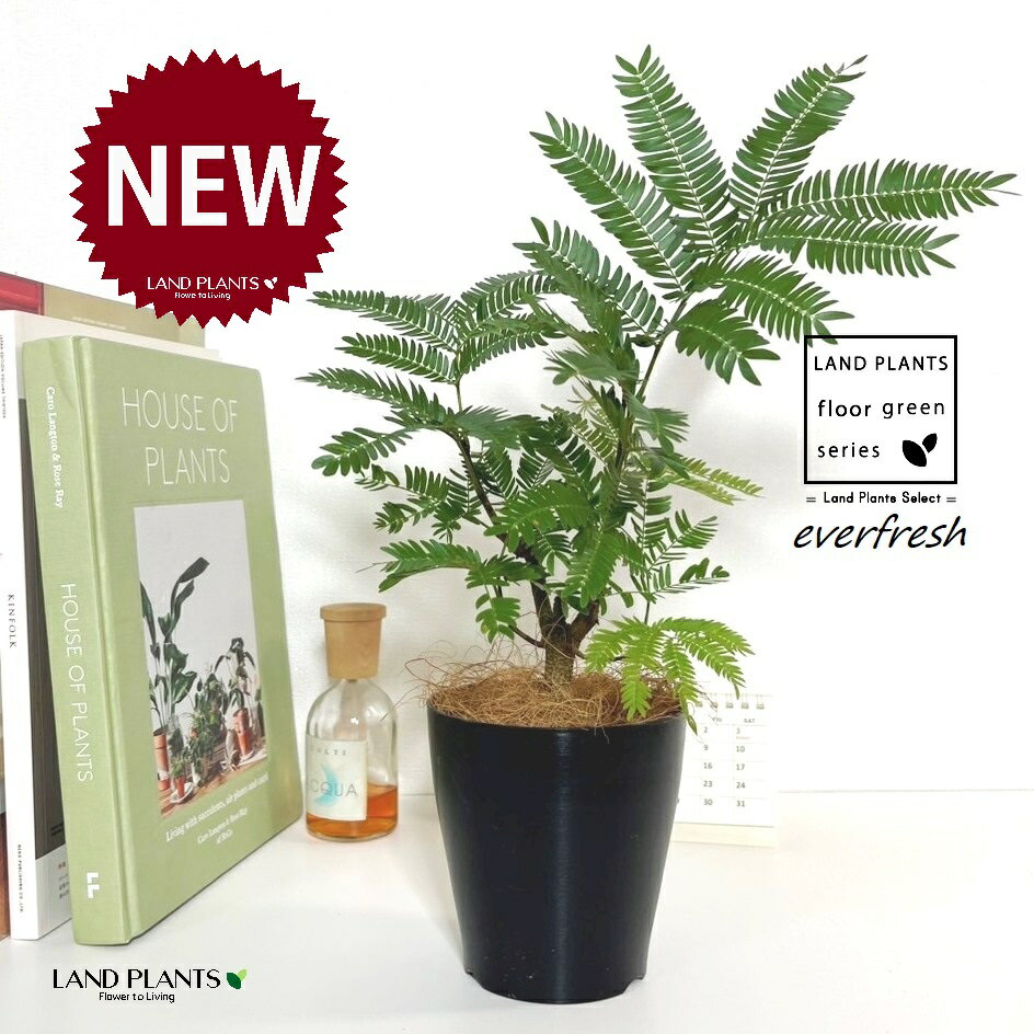 エバーフレッシュ（自然樹形） 4号 黒色 プラスチック鉢 1鉢 【ココファイバー】 ネムノキ everfresh