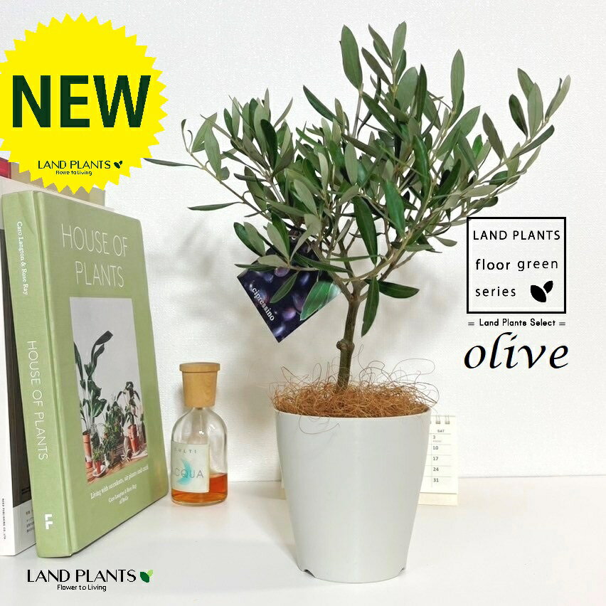 オリーブ（トピアリー） 4号 白色 プラスチック鉢 1鉢 【ココファイバー】 オリーブの木 オリーブの樹 結婚式で両親へのプレゼント 結婚式の記念品 両親贈呈ギフト 両親贈呈品 OLIVE