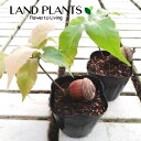 びっくりドングリ(団栗:どんぐり) 3寸 ポット苗 1鉢 団栗 無食子 ドングリ acorn
