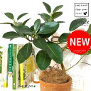 フランスゴム(大葉曲がり) 茶色 モスポット シリンダー型 陶器鉢 1鉢 【ココファイバー】 ゴム ゴムの木 フィカス ルビキノーサ ルビギノーサ Ficus rubiginosa