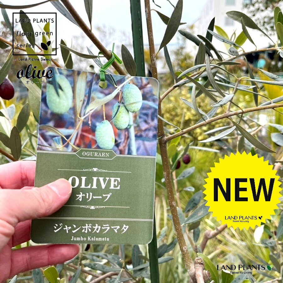 楽天市場】オリーブ ジャンボ カラマタの通販 楽天市場】オリーブ ジャンボ カラマタの通販