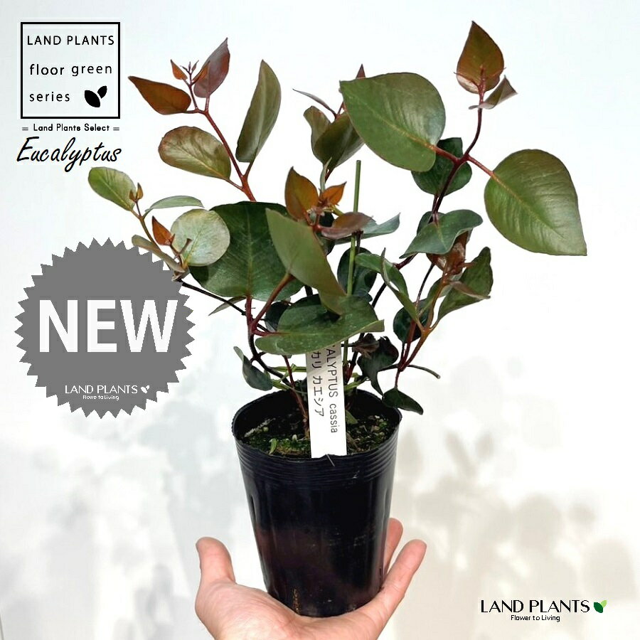 ユーカリ（カエシア） 3.5号 ポット苗 1鉢 ユーカリカエシアマグナ Eucalyptus caesia ssp. magna