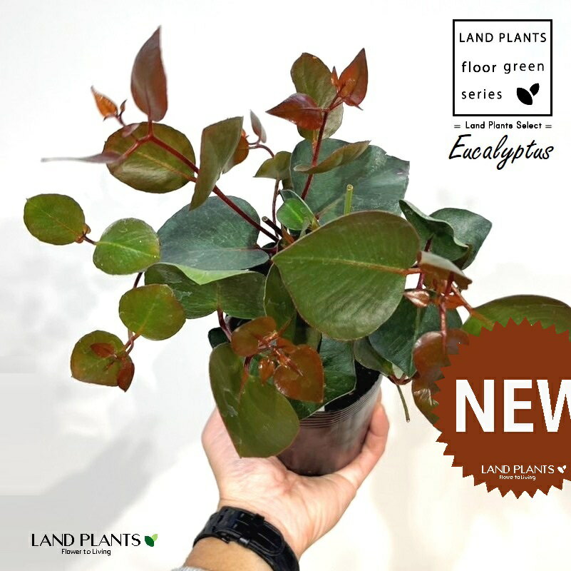 ユーカリ（カエシア） 3.5号 ポット苗 1鉢 ユーカリカエシアマグナ Eucalyptus caesia ssp. magna