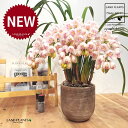 シンビジューム(花色:ホワイト)アーチ仕立て デザインの良い テラコッタ鉢 1鉢 【飾り石・陶器鉢】 シンビジウム シンビデューム 桃 桃色 蘭 胡蝶蘭 洋蘭 シンビ CYM Cymbidium