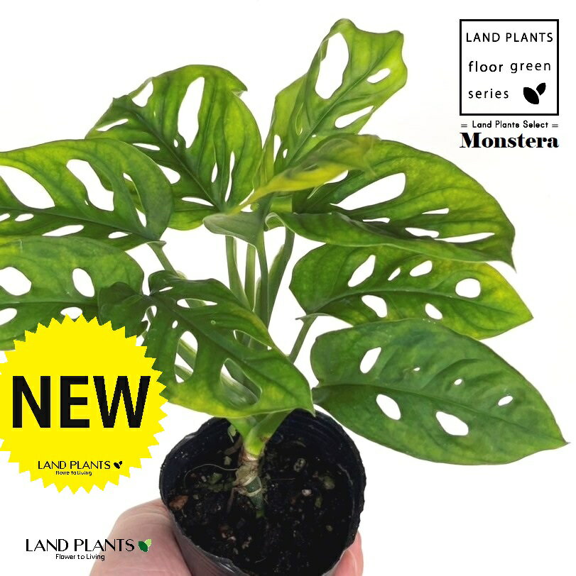 マドカズラ（窓葛） 3号 ポット苗 1鉢 モンステラ 観葉植物 friedrichsthalii