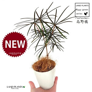 コウヤマキ(高野槇) 4号 白色 プラスチック鉢 1鉢 【ココファイバー】 コウヤ槙 槙 槇 槙 マキ ホンマキ 悠仁親王 お印 Sciadopitys verticillata