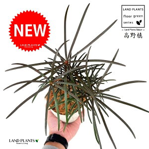 コウヤマキ(高野槇) 4号 白色 プラスチック鉢 1鉢 【ココファイバー】 コウヤ槙 槙 槇 槙 マキ ホンマキ 悠仁親王 お印 Sciadopitys verticillata