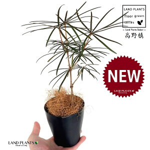 コウヤマキ(高野槇) 4号 黒色 プラスチック鉢 1鉢 【ココファイバー】 コウヤ槙 槙 槇 槙 マキ ホンマキ 悠仁親王 お印 Sciadopitys verticillata