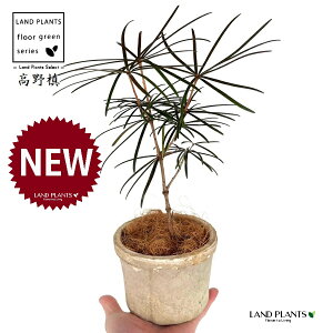 コウヤマキ(高野槇) 白色 モスポット シリンダー型 陶器鉢 1鉢 【ココファイバー】 コウヤ槙 槙 槇 槙 マキ ホンマキ 悠仁親王 お印 Sciadopitys verticillata