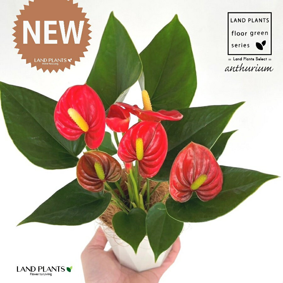 アンスリウム（レッド：赤色） 4号 白色 トラス柄 プラスチック鉢 1鉢 【受皿・ココファイバー】 アンスリューム オオベニウチワ ベニウチワ Anthurium