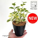 ツルニチニチソウ(蔓日々草) 4号 黒色 プラスチック鉢 1鉢 【ココファイバー】 ツルギキョウ 蔓ニチニチソウ グランドカバー Vinca major big...